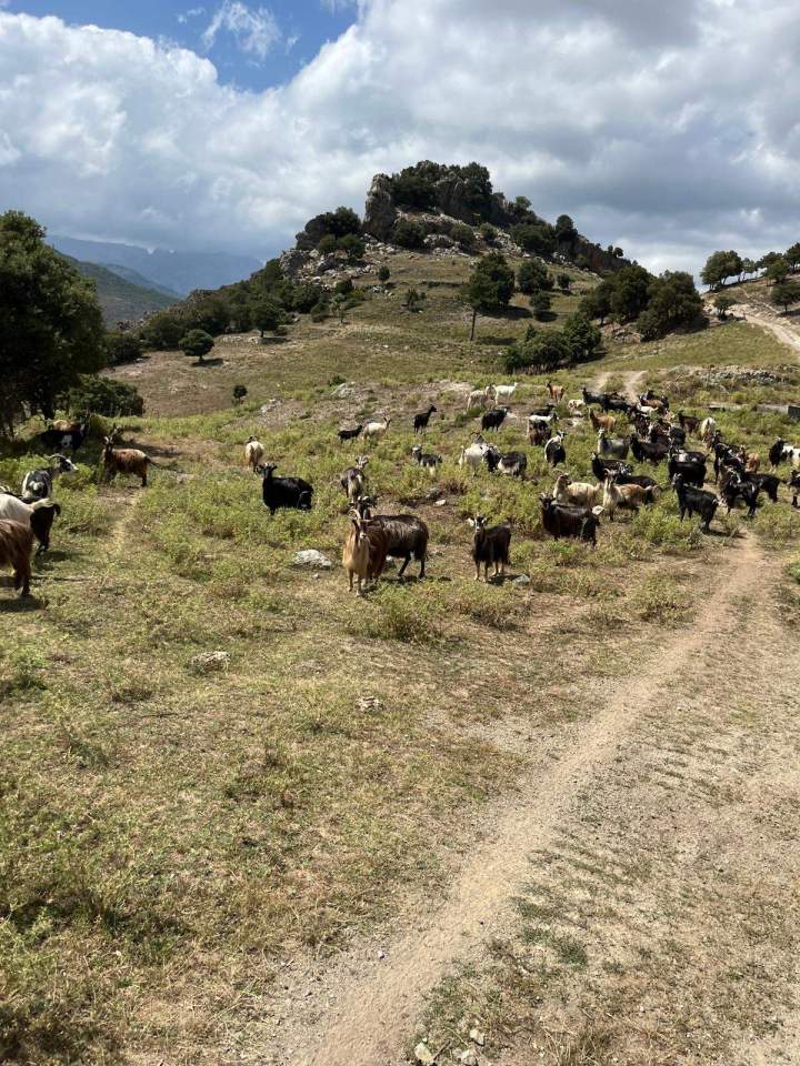 Cattle Breeding Corte