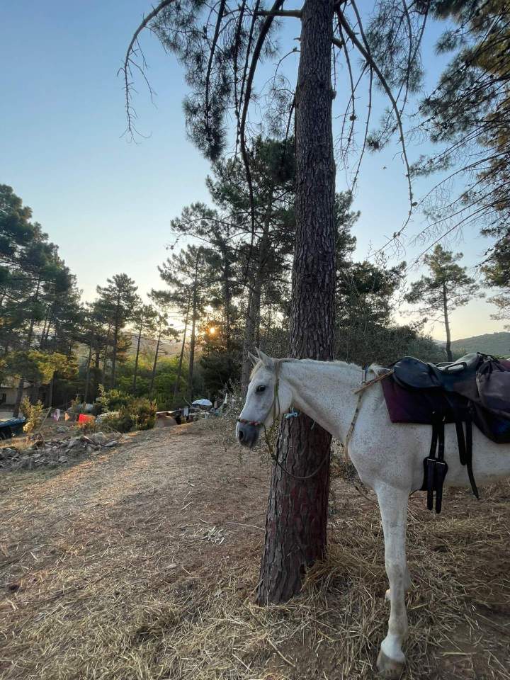  Join Horseback Rides in Corte
