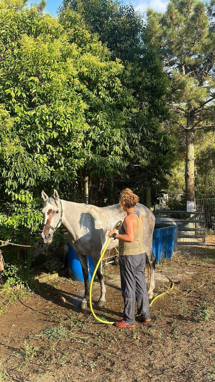 Horseback Riding Corte