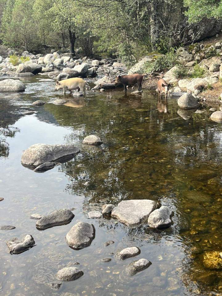 Join Horseback Rides in Corte