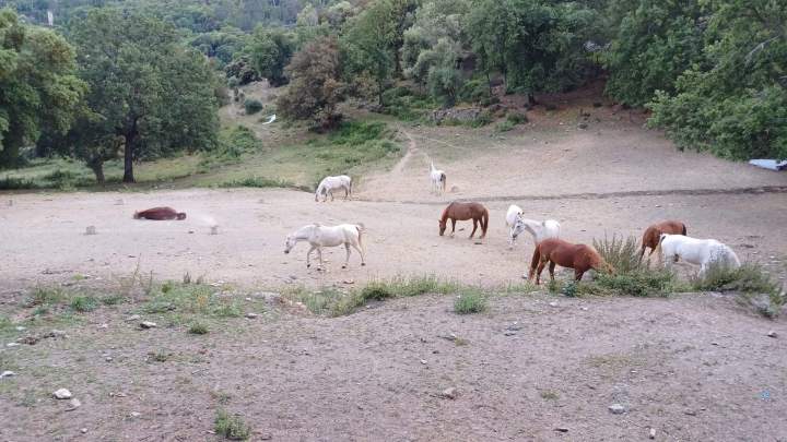 Join Horseback Rides in Corte