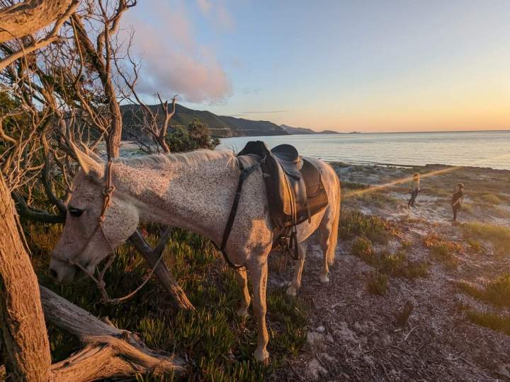 Join Horseback Rides in Corte