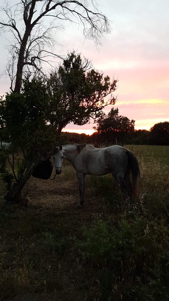 Horseback Riding Corte