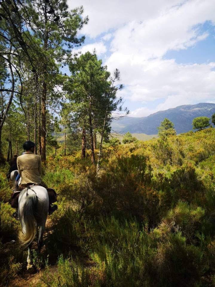 Join Horseback Rides in Corte